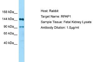 Host: Rabbit Target Name: RPAP1 Sample Type: Fetal Kidney lysates Antibody Dilution: 1. (RPAP1 Antikörper  (N-Term))