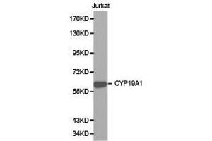 Western Blotting (WB) image for anti-Cytochrome P450, Family 19, Subfamily A, Polypeptide 1 (CYP19A1) antibody (ABIN1872157) (Aromatase Antikörper)
