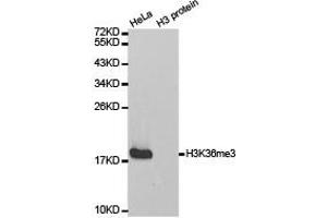 Western blot analysis of extracts of HeLa cell line and H3 protein expressed in E. (Histone 3 Antikörper  (H3K36me3))