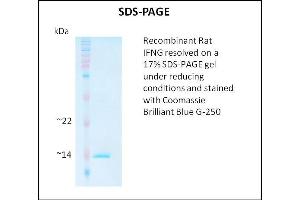 SDS-PAGE (SDS) image for Interferon gamma (IFNG) (Active) protein (ABIN5509324) (Interferon gamma Protein (IFNG))