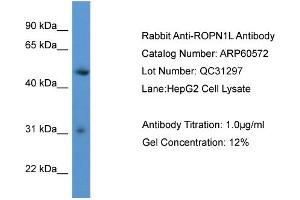 WB Suggested Anti-ROPN1L  Antibody Titration: 0.
