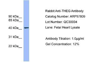 WB Suggested Anti-THEG  Antibody Titration: 0. (THEG Antikörper  (Middle Region))