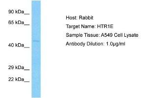 Host: Rabbit Target Name: HTR1E Sample Type: A549 Whole cell lysates Antibody Dilution: 3.