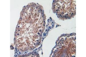 Used in DAB staining on fromalin fixed paraffin- embedded testis tissue (CXCL1 Antikörper  (AA 25-96))