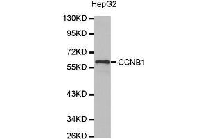 Western blot analysis of extracts of HepG2 cell line, using CCNB1 antibody. (Cyclin B1 Antikörper)