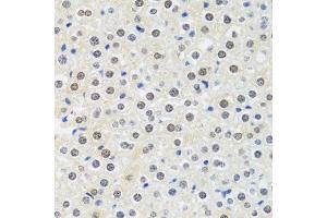 Immunohistochemistry of paraffin-embedded mouse liver using MTAP antibody. (MTAP Antikörper  (AA 1-283))