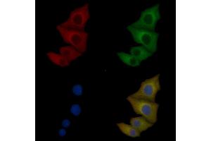 FGD4 Mouse Monoclonal Antibody staining Hela cells by IF/ICC.