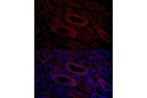 Immunofluorescence (IF) image for anti-Aquaporin 3 (Gill Blood Group) (AQP3) (AA 178-292) antibody (ABIN3016812)