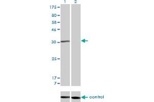 Western Blotting (WB) image for anti-Cell Cycle Checkpoint Protein RAD1 (RAD1) (AA 1-90) antibody (ABIN598565) (RAD1 Antikörper  (AA 1-90))