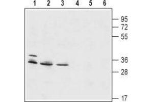 Western blot analysis of mouse WEHI B-cell lymphoma (lanes 1 and 4), human HL-60 promyelocytic leukemia (lanes 2 and 5) and human THP-1 acute monocytic leukemia (lanes 3 and 6) cell lysates: - 1-3. (HVCN1 Antikörper  (Intracellular, N-Term))