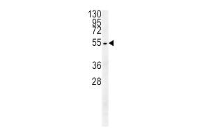 TUBB3 Antibody (N-term) (ABIN651938 and ABIN2840464) western blot analysis in HepG2 cell line lysates (15 μg/lane). (TUBB3 Antikörper  (AA 36-63))