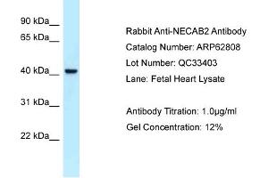 Western Blotting (WB) image for anti-N-terminal EF-Hand Calcium Binding Protein 2 (NECAB2) (C-Term) antibody (ABIN2789252) (NECAB2 Antikörper  (C-Term))