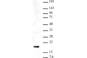 Histone H3K9me3 antibody (pAb) tested by Western blot. (Histone 3 Antikörper  (3meLys9))