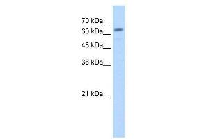 Lane: HepG2 cell lysate.