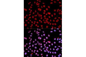 Immunofluorescence analysis of U2OS cell using POLR2J antibody.