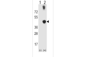Western blot analysis of ADH5 using rabbit polyclonal ADH5 Antibody using 293 cell lysates (2 ug/lane) either nontransfected (Lane 1) or transiently transfected (Lane 2) with the ADH5 gene.