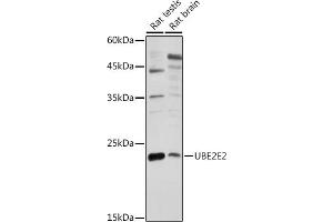 Western blot analysis of extracts of various cell lines, using UBE2E2 antibody (ABIN7271177) at 1:1000 dilution. (UBE2E2 Antikörper  (AA 1-201))