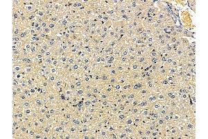 ABIN7096675 and ABIN7100740 at 1/100 staining mouse liver tissue by IHC-P.