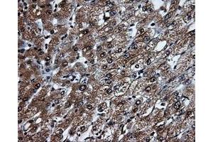 Image no. 8 for anti-Tubulin tyrosine Ligase-Like Family, Member 12 (TTLL12) antibody (ABIN1499035) (TTLL12 Antikörper)