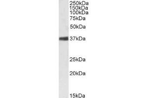 ABIN185372 (1µg/ml) staining of Mouse Spleen lysate (35µg protein in RIPA buffer). (NPM1 Antikörper  (C-Term))