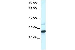 Western Blotting (WB) image for anti-Caudal Type Homeobox 1 (CDX1) (C-Term) antibody (ABIN927696)