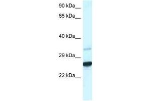 Western Blot showing Cdx1 antibody used at a concentration of 1.