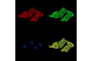 ABIN7095941 and ABIN7100003 staining Hela cells by IF/ICC. (FBLN2 Antikörper)