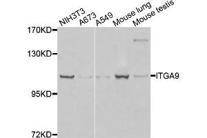 Western blot analysis of extracts of various cells, using ITGA9 antibody. (ITGA9 Antikörper)
