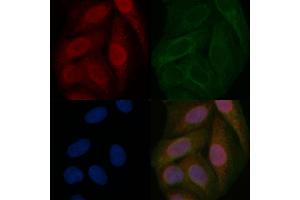 HNF1A Mouse Monoclonal Antibody staining Hela cells by IF/ICC. (HNF1A Antikörper  (Internal Region))