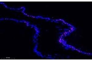 Immunofluorescent analysis of paraformaldehyde-fixed rat prostate gland using APRIL (ABIN7072887) at dilution of 1: 600 (ANP32B Antikörper)