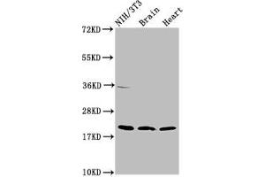 Western Blot Positive WB detected in: NIH/3T3 whole cell lysate, Rat brain tissue, Mouse heart tissue All lanes: NDUFB8 antibody at 2 μg/mL Secondary Goat polyclonal to rabbit IgG at 1/50000 dilution Predicted band size: 22, 21, 19 kDa Observed band size: 22 kDa (NDUFB8 Antikörper  (AA 29-132))