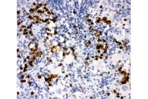 IHC-P: MPO antibody testing of rat spleen tissue (Myeloperoxidase Antikörper  (AA 406-745))