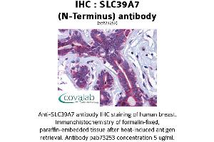 Image no. 1 for anti-Solute Carrier Family 39 (Zinc Transporter), Member 7 (SLC39A7) (N-Term) antibody (ABIN1739379) (SLC39A7 Antikörper  (N-Term))