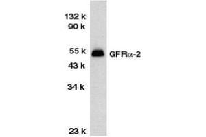 Western blot analysis of GFR alpha 2 in HeLa total cell lysate with AP30362PU-N GFR alpha 2 antibody at 1/1000 dilution. (GFRA2 Antikörper  (Middle Region))