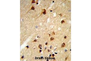 Formalin-fixed and paraffin-embedded human brain tissue reacted with CENPK Antibody (C-term), which was peroxidase-conjugated to the secondary antibody, followed by DAB staining. (CENPK Antikörper  (C-Term))