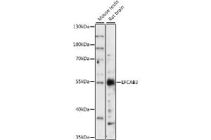 Western blot analysis of extracts of various cell lines, using EFC antibody (ABIN7266902) at 1:1000 dilution. (EFCAB3 Antikörper  (AA 249-438))