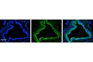 Immunohistochemistry (IHC) image for anti-Ras Homolog Family Member D (RHOD) (N-Term) antibody (ABIN2775403) (RHOD Antikörper  (N-Term))