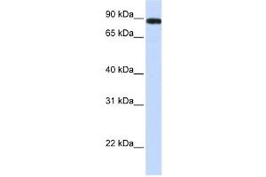 Western Blotting (WB) image for anti-Family with Sequence Similarity 47, Member A (FAM47A) antibody (ABIN2459685) (FAM47A Antikörper)