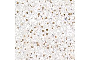 Immunohistochemistry of paraffin-embedded mouse liver using TCE Rabbit mAb (ABIN7270877) at dilution of 1:25 (40x lens). (TCEA1 Antikörper)