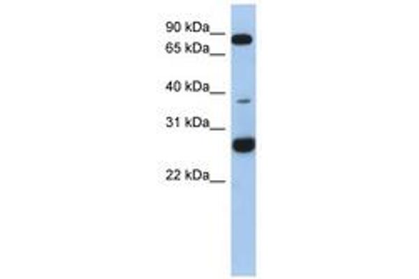 C1ORF110 Antikörper  (AA 35-84)