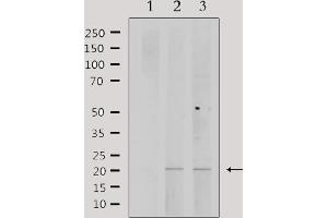 Western blot analysis of extracts from various samples, using PPP1R14C Antibody. (PPP1R14C Antikörper  (Internal Region))