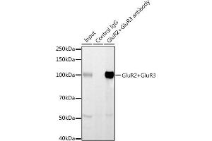 Immunoprecipitation analysis of 600 μg extracts of Mouse brain using 3 μg GluR2+GluR3 antibody (ABIN3016609, ABIN3016610, ABIN3016611, ABIN1678821 and ABIN1678822). (mGluR2/3 Antikörper)