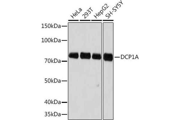 DCP1A Antikörper