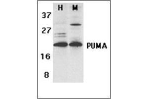 Western blot analysis of PUMA expression in human (H) K562 and mouse (M) 3T3 cell lysates with this product at 2 µg/ml (PUMA Antikörper  (C-Term))