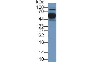 APOH anticorps  (AA 22-345)