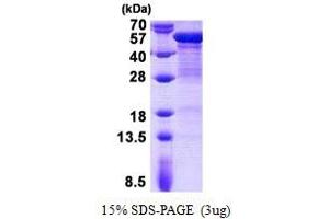 Image no. 1 for Keratin 20 (KRT20) protein (His tag) (ABIN1098773)