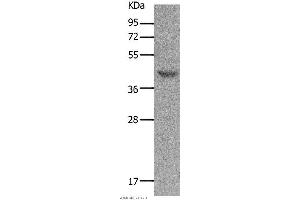 Western blot analysis of Mouse muscle tissue, using MC5R Polyclonal Antibody at dilution of 1:1200 (MC5 Receptor Antikörper)