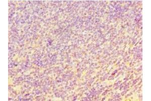 Immunohistochemistry of paraffin-embedded human tonsil tissue using ABIN7147558 at dilution of 1:100 (CHI3L2 Antikörper  (AA 27-390))