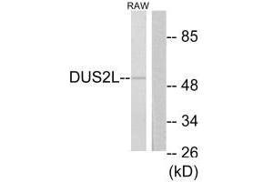 Western blot analysis of extracts from RAW264. (DUSL2 Antikörper  (C-Term))