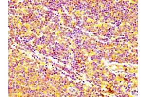 IHC image of ABIN7160318 diluted at 1:400 and staining in paraffin-embedded human lymph node tissue performed on a Leica BondTM system.